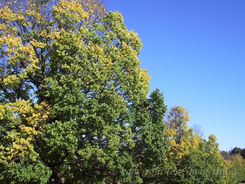 Autumn, Elm Avenue, Univesity of New England IMGP8823.JPG